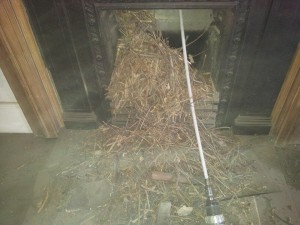 Bird nest removed