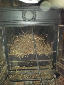 Birds nest Toot Hill. 1