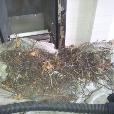 Chimney sweep in Epping