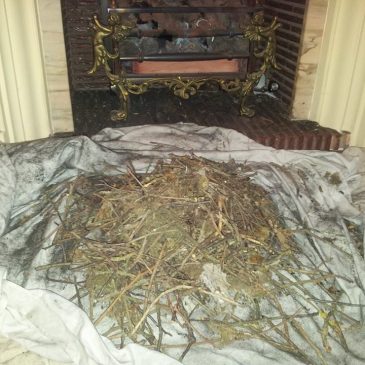 Chimney sweep Theydon Bois